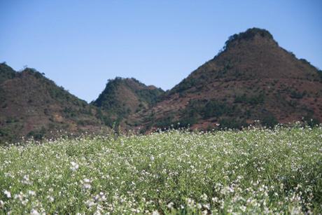 Moc Chau plateau’s spring beauty